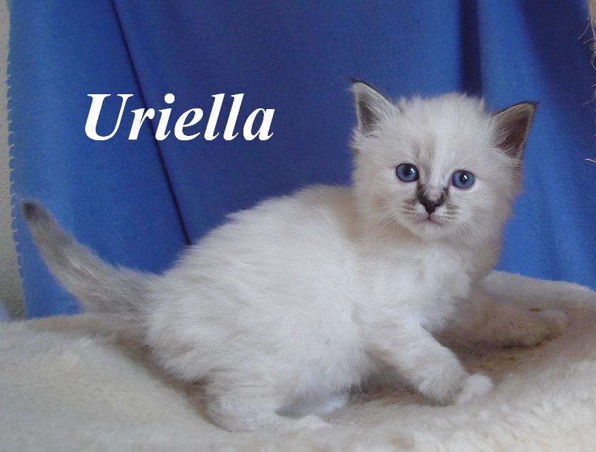 Uriella