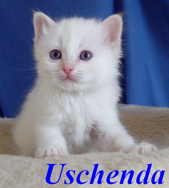 Uschenda the cosy One – Birma (Heilige Birma) Kitten