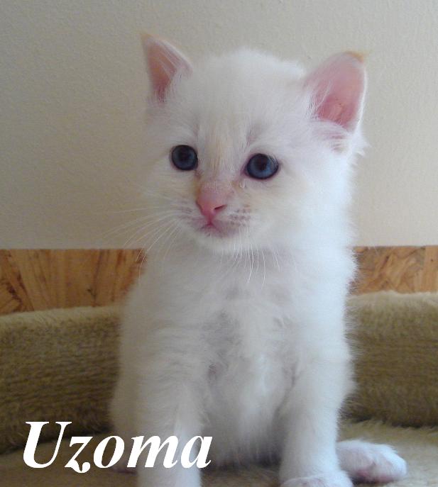 Uzoma
