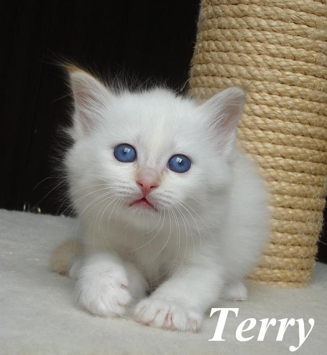 Terry the cosy One – Birma (Heilige Birma) Kitten – Foto 2