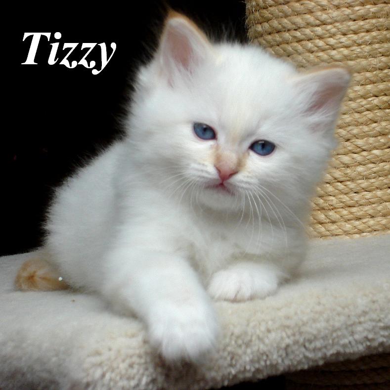 Tizzy – Sacré de Birmanie (Birman) chaton – Photo 2