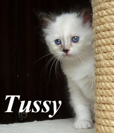 Tussy – Birma (Heilige Birma) Kitten – Foto 2
