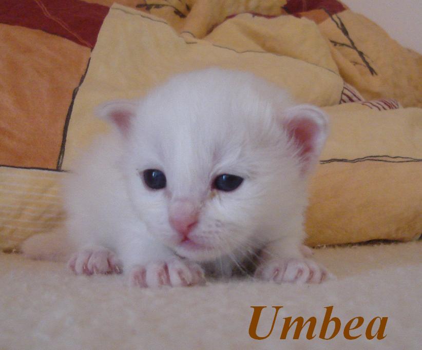 Umbea – Birma (Heilige Birma) Kitten – Foto 2