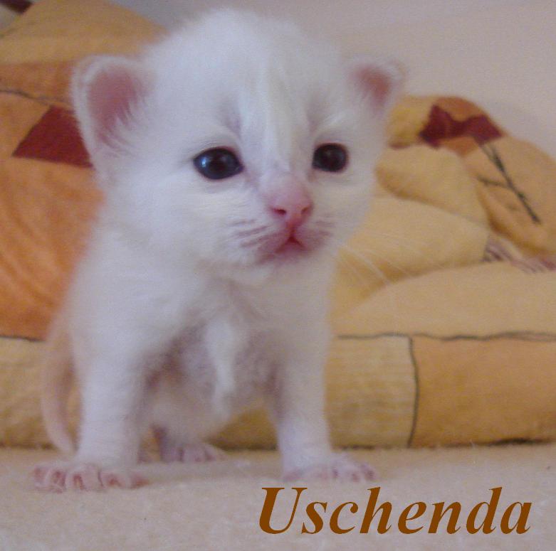 Uschenda the cosy One – Birma (Heilige Birma) Kitten – Foto 2