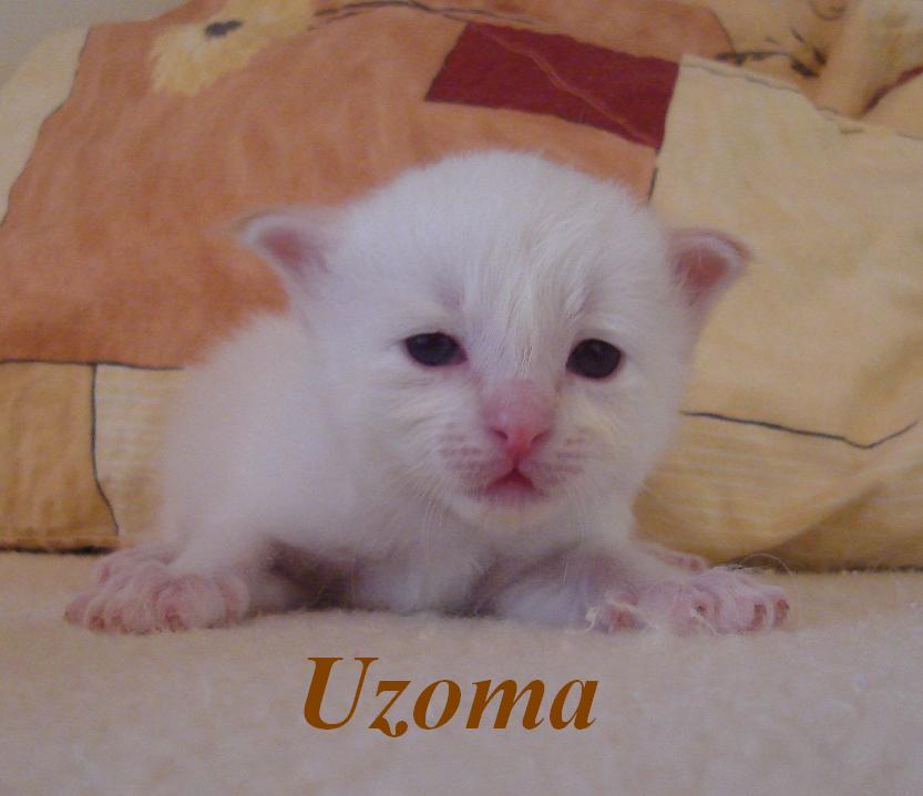 Uzoma – Birma (Heilige Birma) Kitten – Foto 2