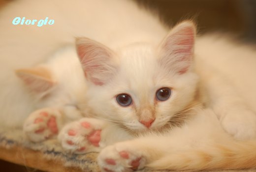 CZ* Giorgio Sweet Teddy – Sacred Birman, Cream Tabby Point – Photo 3