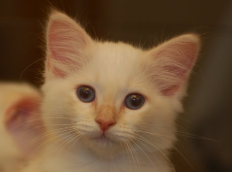 CZ* Giorgio Sweet Teddy – Sacred Birman, Cream Tabby Point – Photo 2