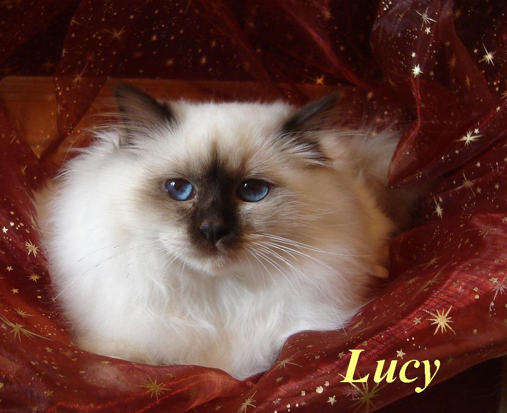 Lucy von Oedenthal – Heilige Birma, Chocolate Point – Foto 4