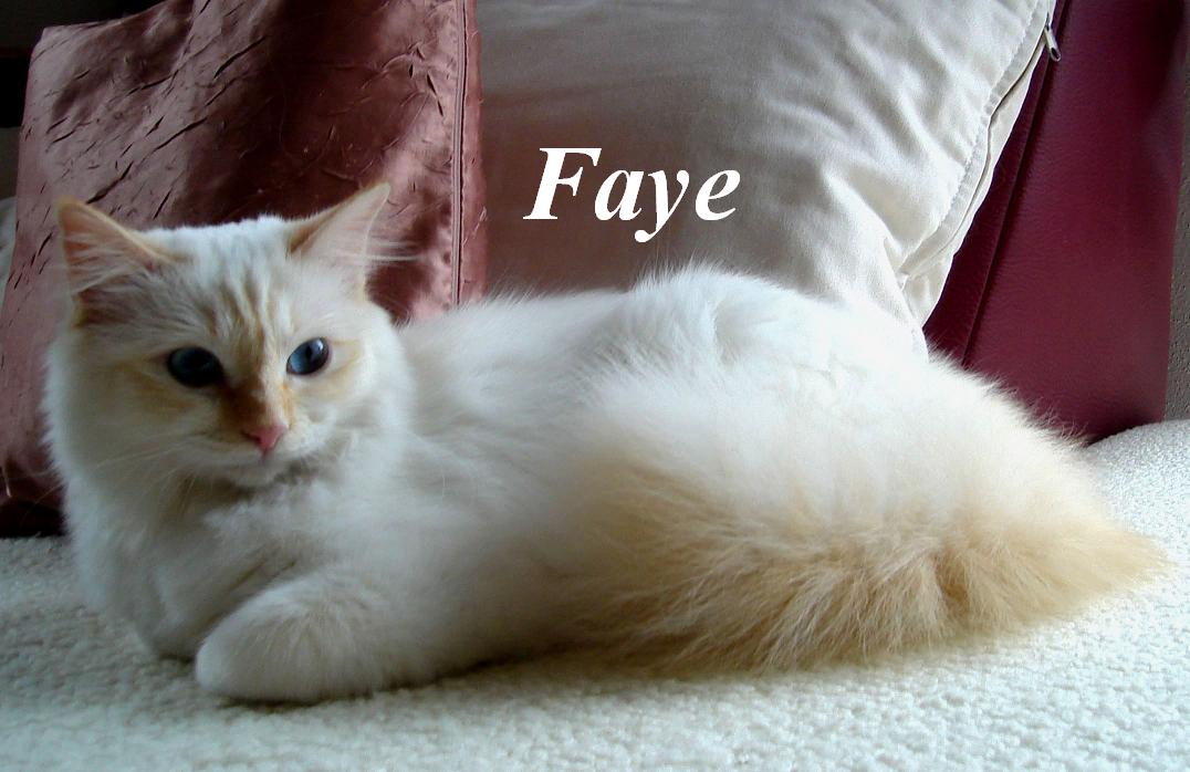 F*Faye de l´Aubade d´Or – Heilige Birma, Red Point – Foto 3
