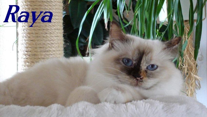 Raya the cosy One