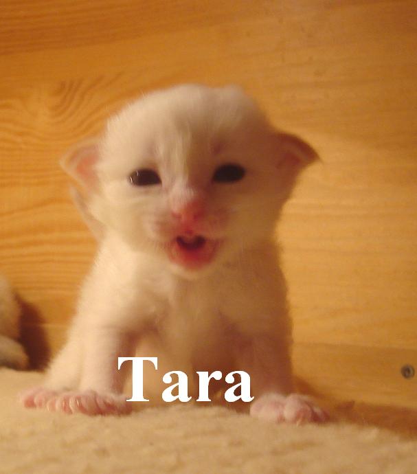 Tara – Birma (Heilige Birma) Kitten – Foto 4