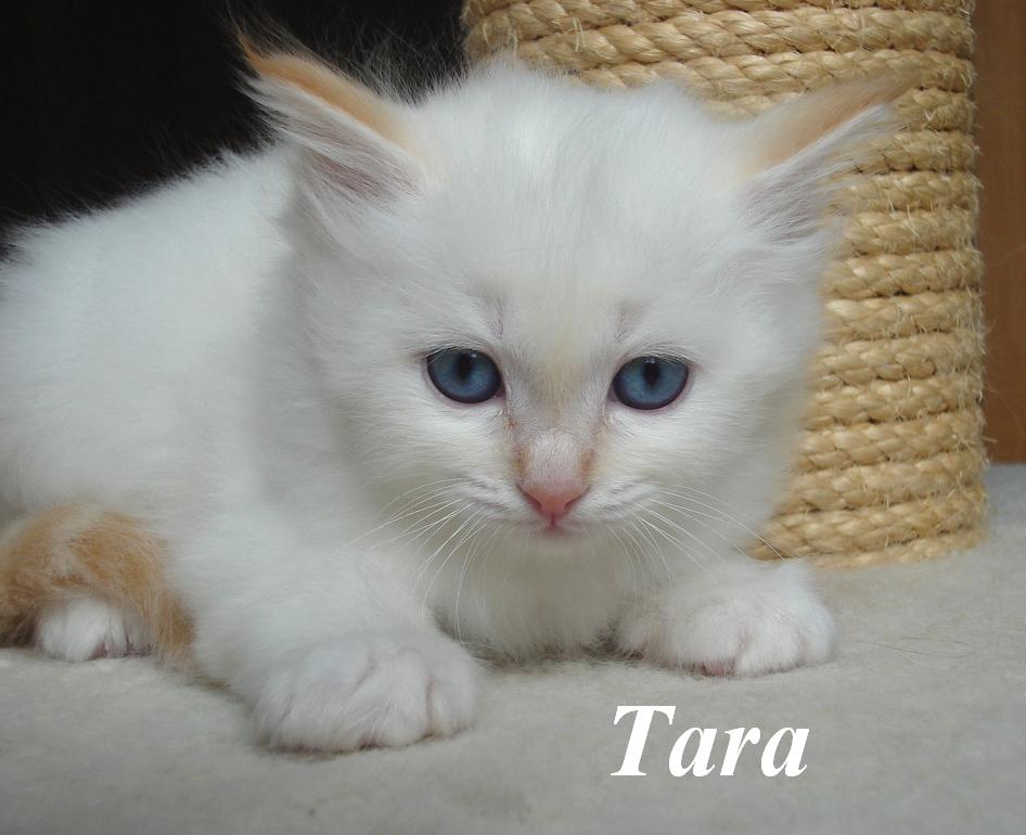 Tara – Birma (Heilige Birma) Kitten – Foto 2