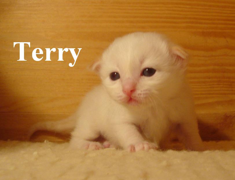 Terry the cosy One – Birma (Heilige Birma) Kitten – Foto 3