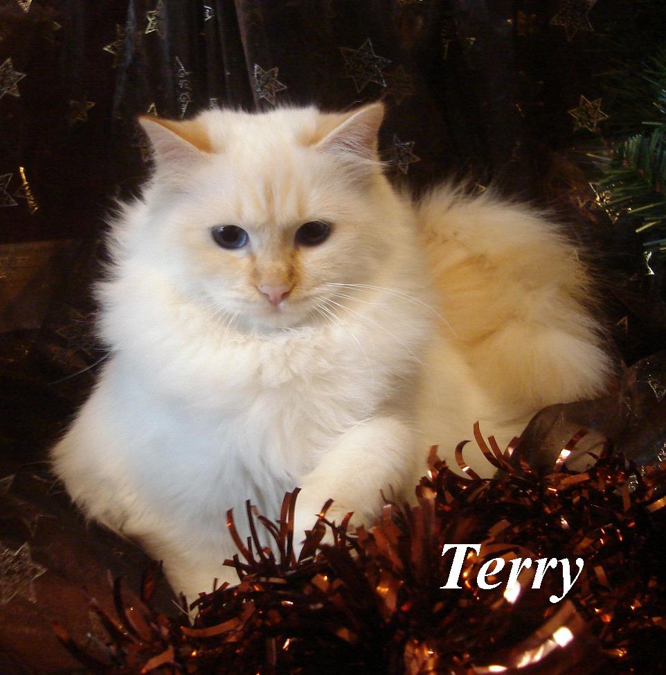 Terry the cosy One – Heilige Birma, Red Point – Foto 2