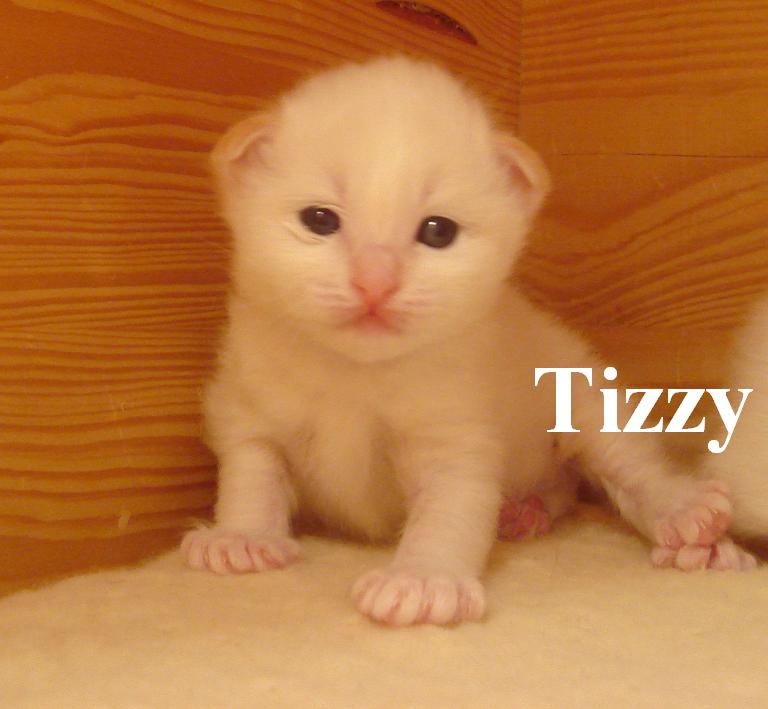 Tizzy – Sacré de Birmanie (Birman) chaton – Photo 4