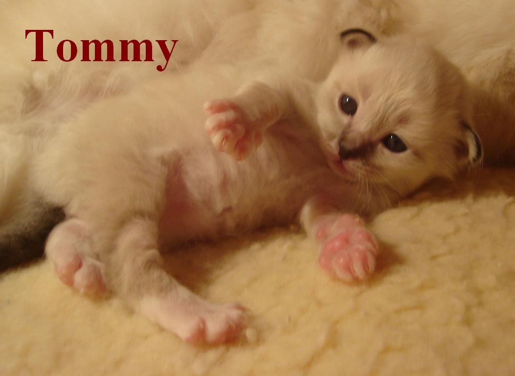Tommy – Birma (Heilige Birma) Kitten – Foto 3
