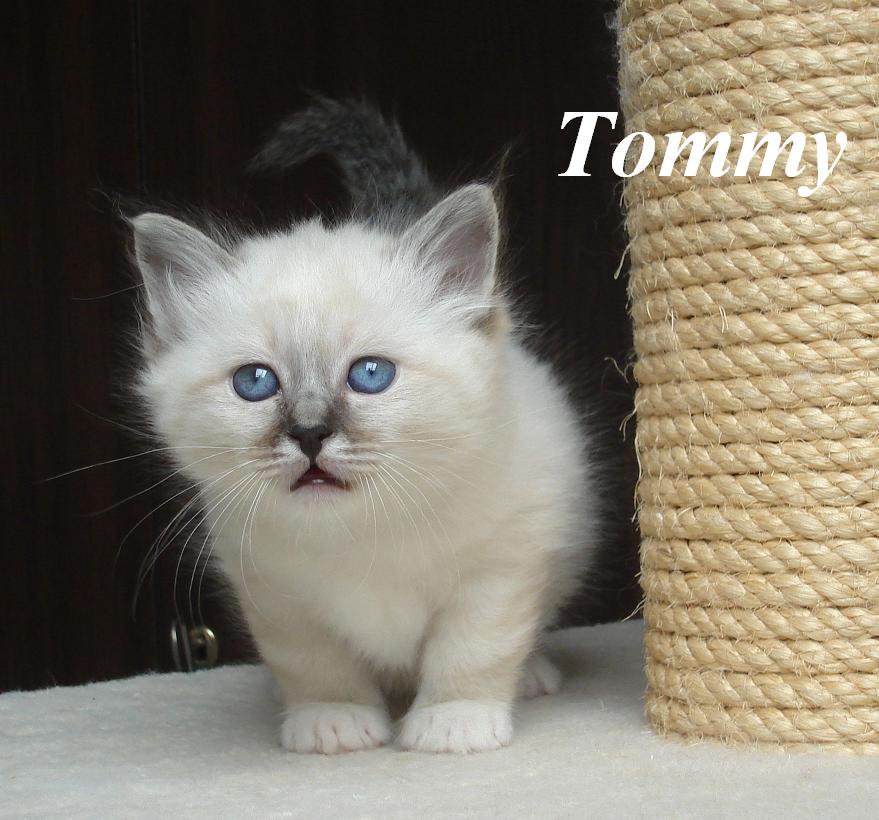 Tommy