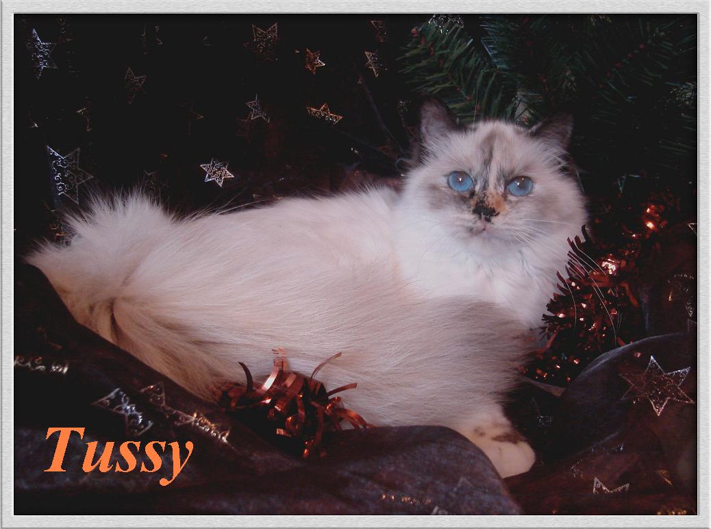 Tussy