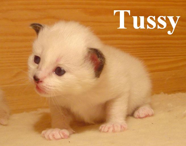 Tussy – Birma (Heilige Birma) Kitten – Foto 4