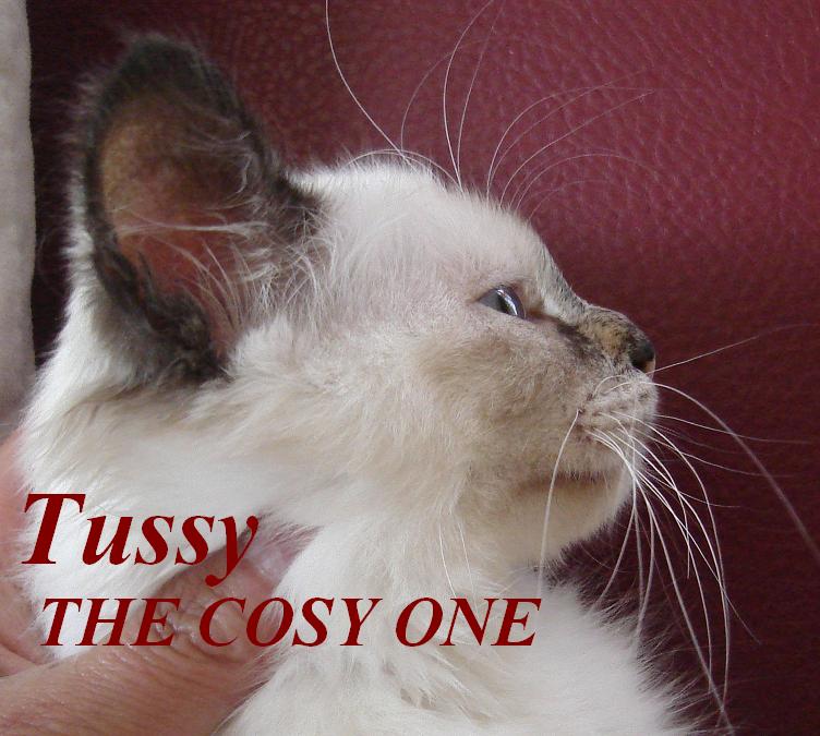 Tussy the cosy One – Sacré de Birmanie, Seal Tortie Point – Photo 3
