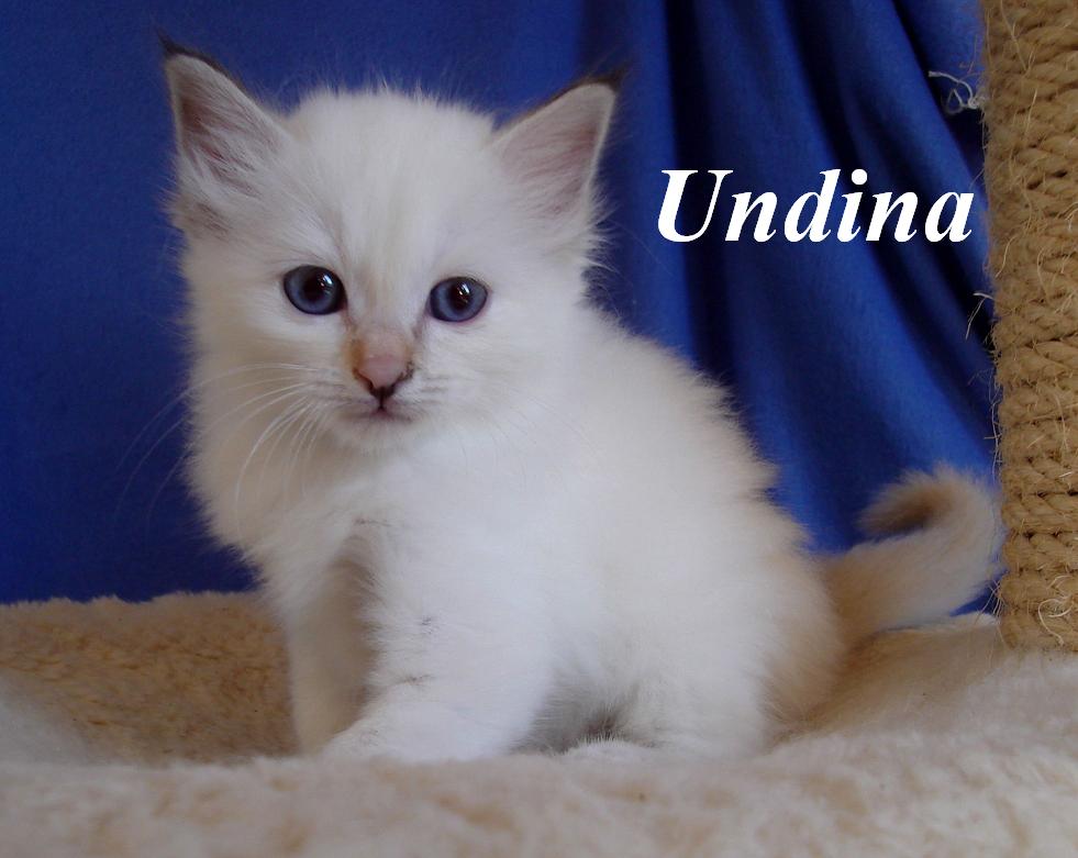 Undina