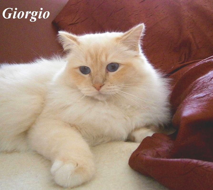 CZ* Giorgio Sweet Teddy