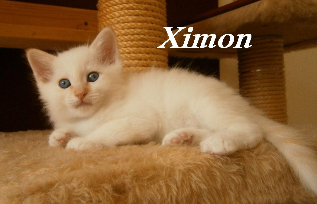 Ximon – Birma (Heilige Birma) Kitten – Foto 2