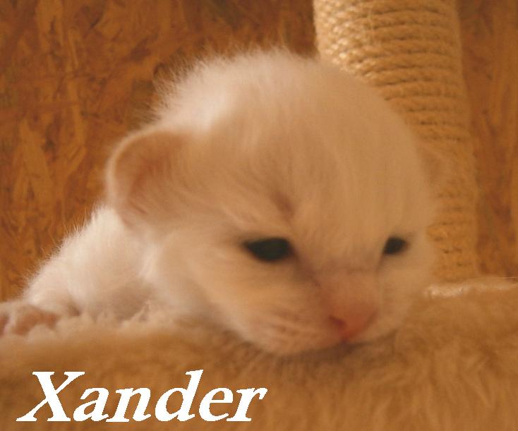 Xander – chaton Sacré de Birmanie – Photo 3