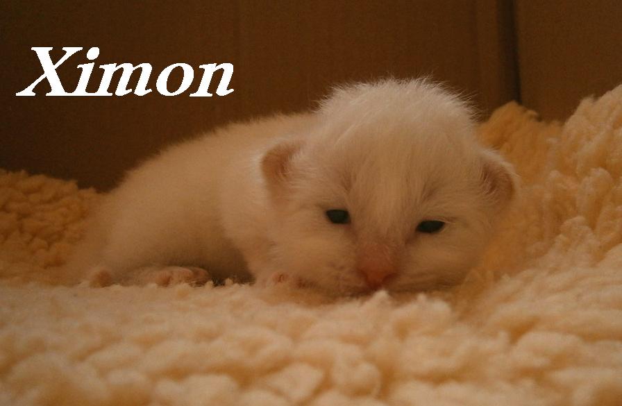 Ximon – Birma (Heilige Birma) Kitten – Foto 3