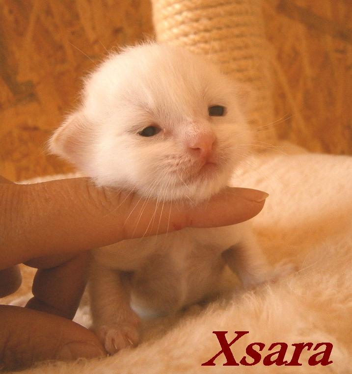 Xsara – Birma (Heilige Birma) Kitten – Foto 4