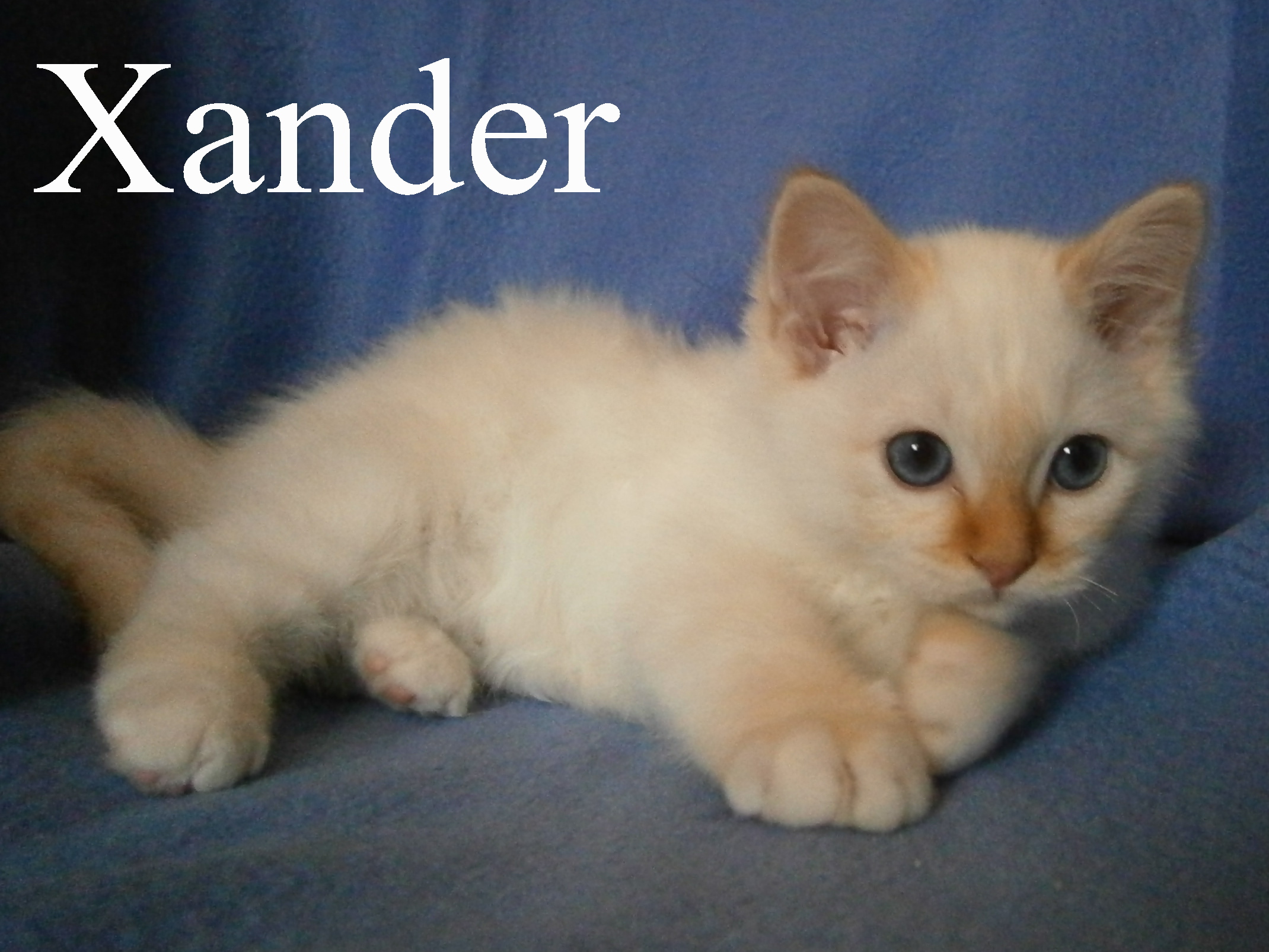 Xander