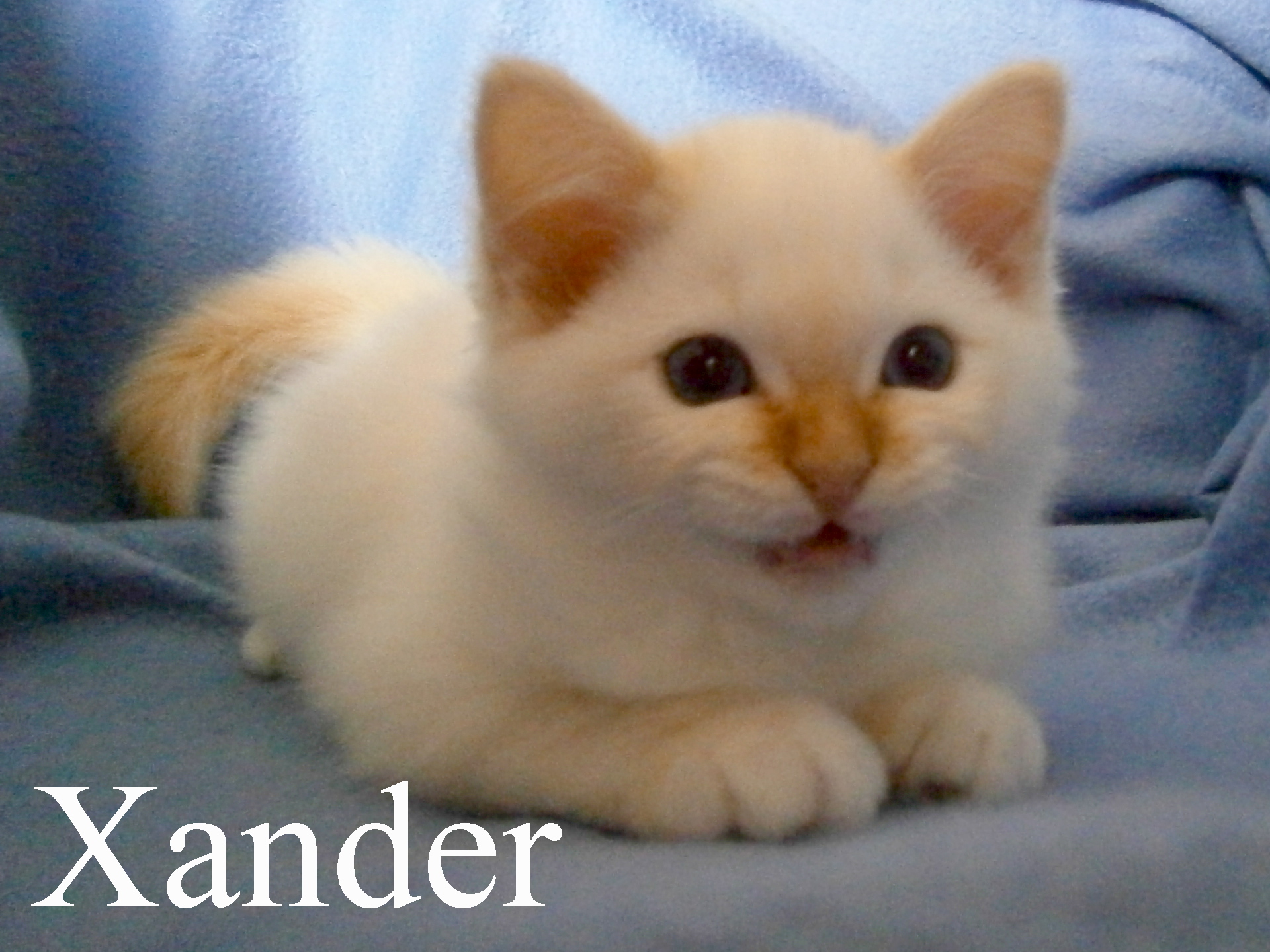 Xander – chaton Sacré de Birmanie – Photo 2