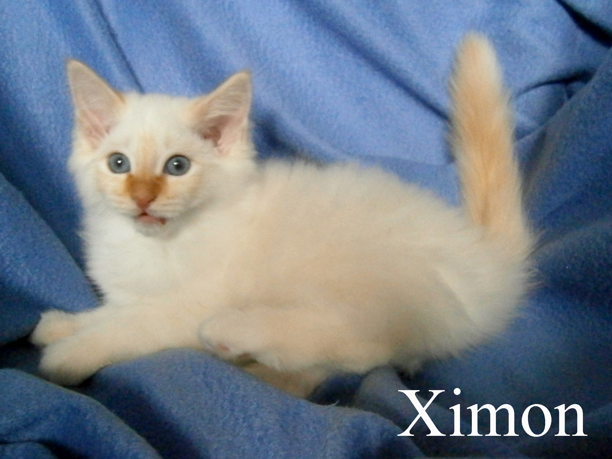 Ximon