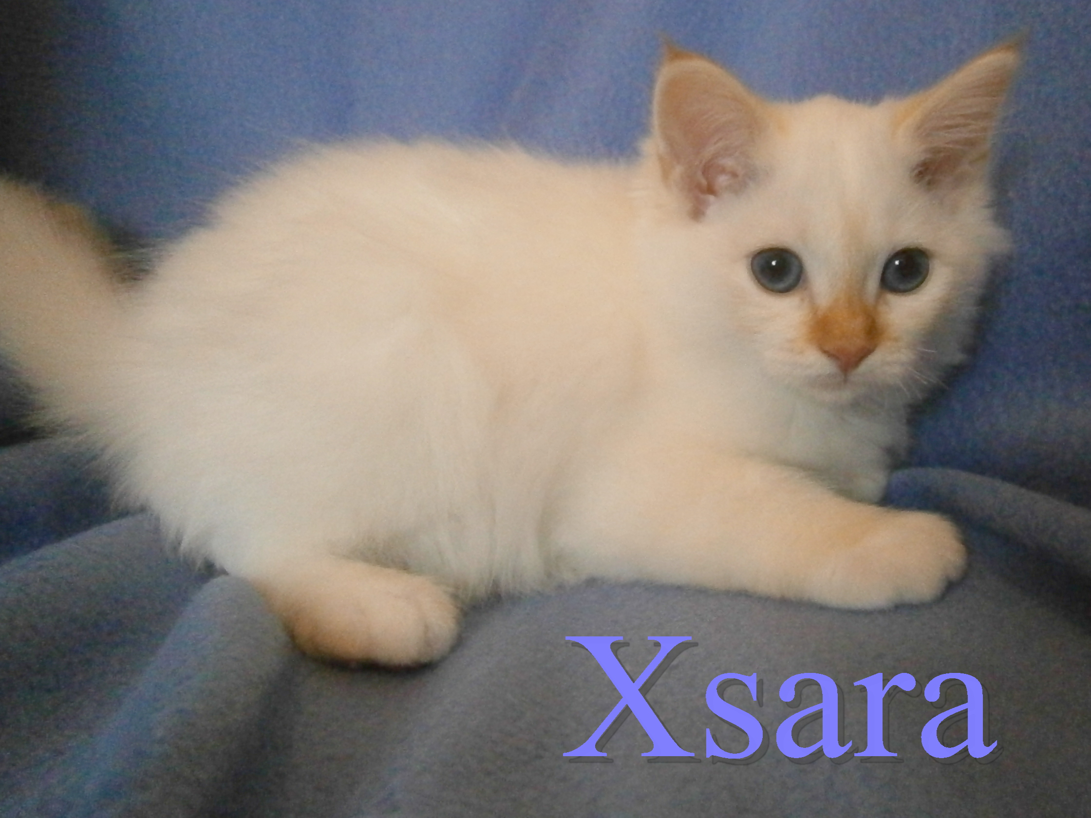 Xsara – Birma (Heilige Birma) Kitten – Foto 2