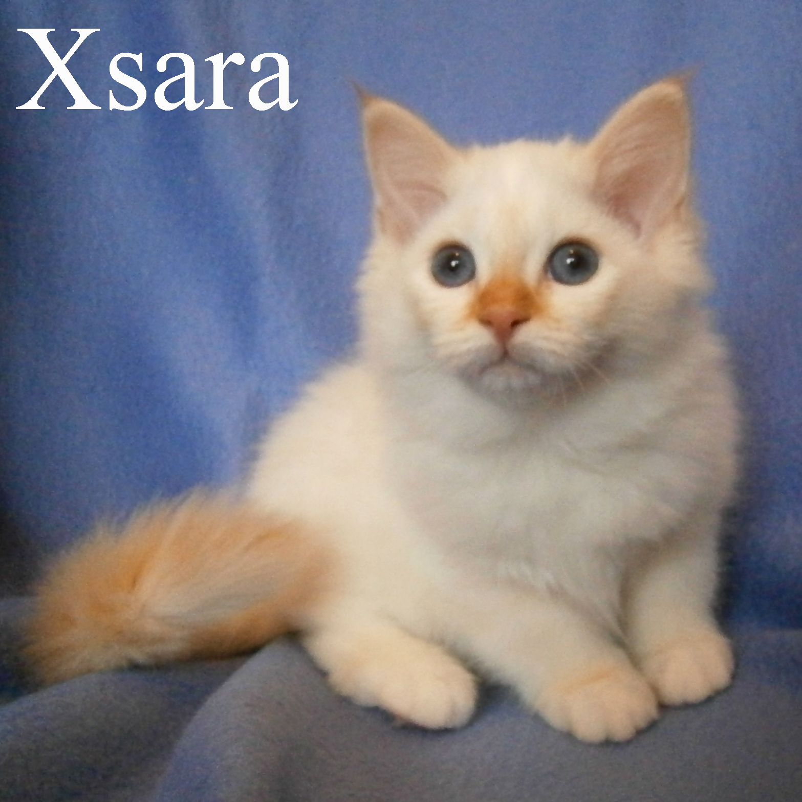 Xsara