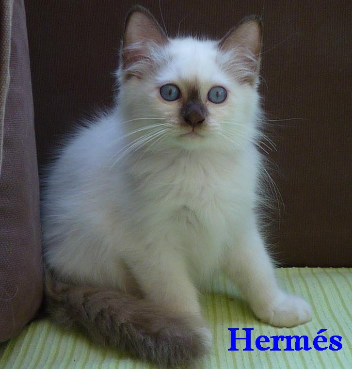 F* Hermes des Jardins de Calista – Heilige Birma, Chocolate Point – Foto 5