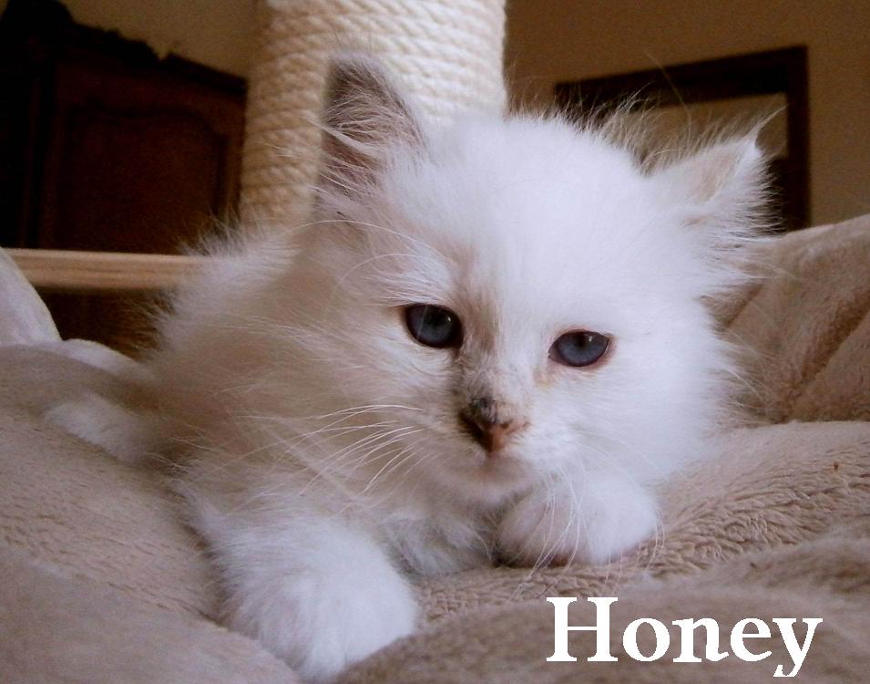 F* Honey de Maymyo – Heilige Birma, Blue Tortie Point – Foto 10