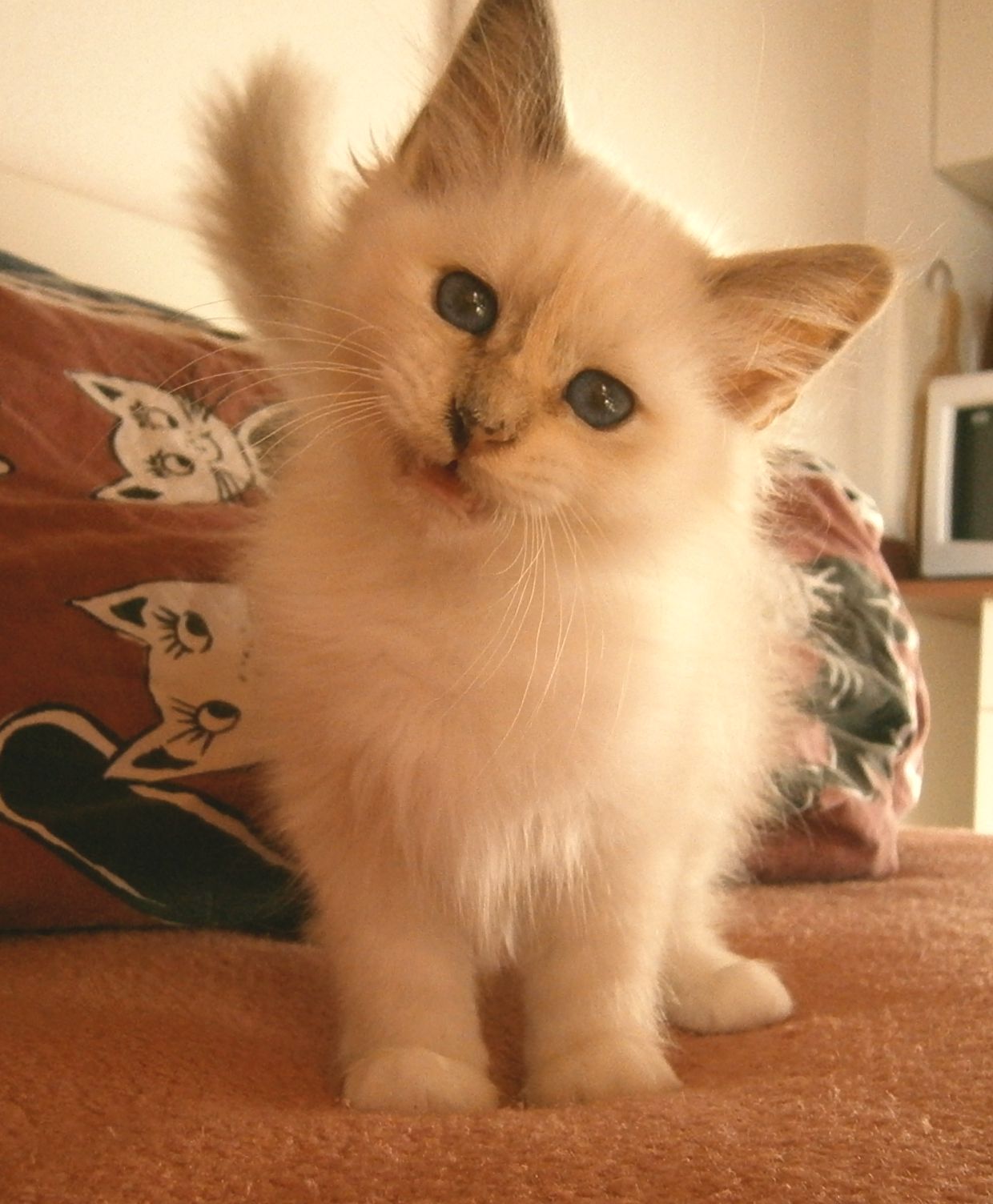 F* Honey de Maymyo – Heilige Birma, Blue Tortie Point – Foto 8