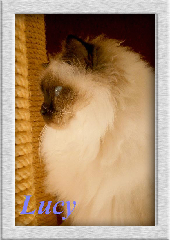 Lucy von Oedenthal – Heilige Birma, Chocolate Point
