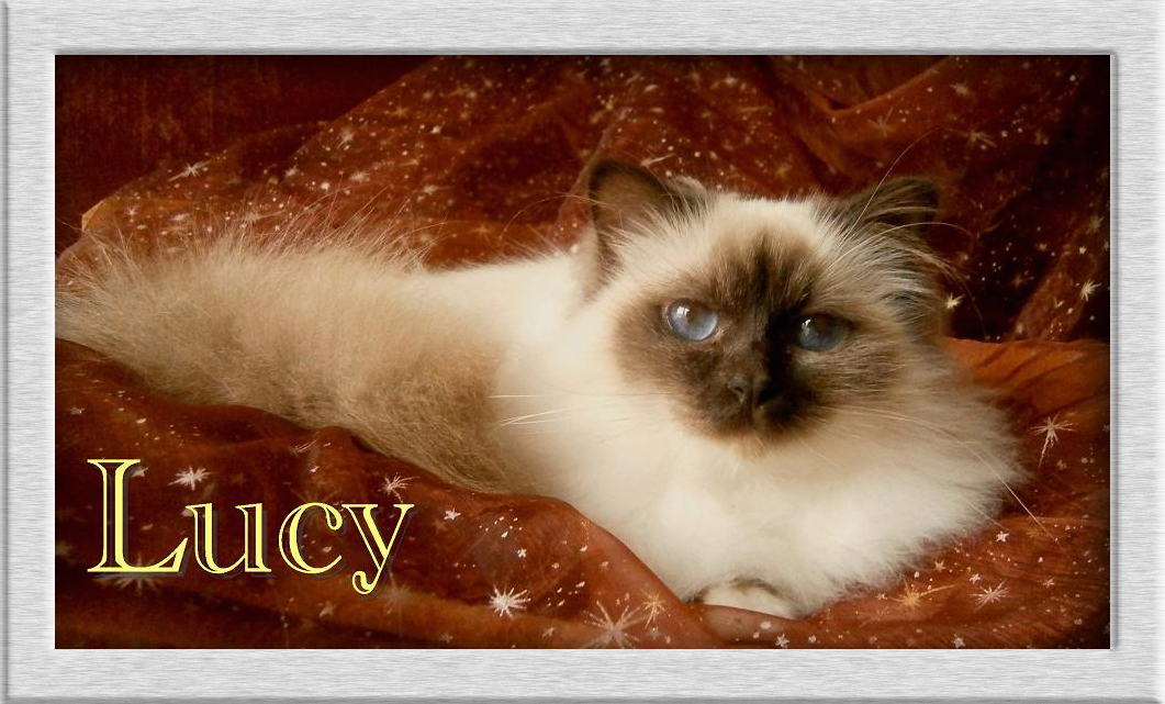 Lucy von Oedenthal – Heilige Birma, Chocolate Point – Foto 3