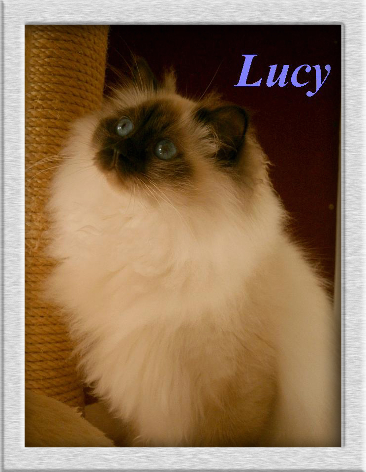 Lucy von Oedenthal – Heilige Birma, Chocolate Point – Foto 2