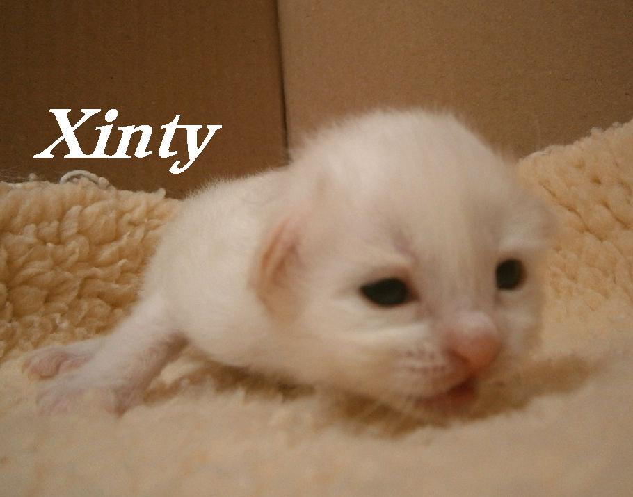 Xinty the cosy One