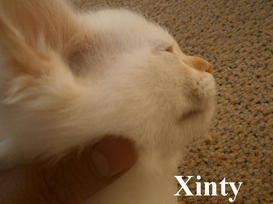 Xinty the cosy One – Sacred Birman, Red Tabby Point – Photo 5