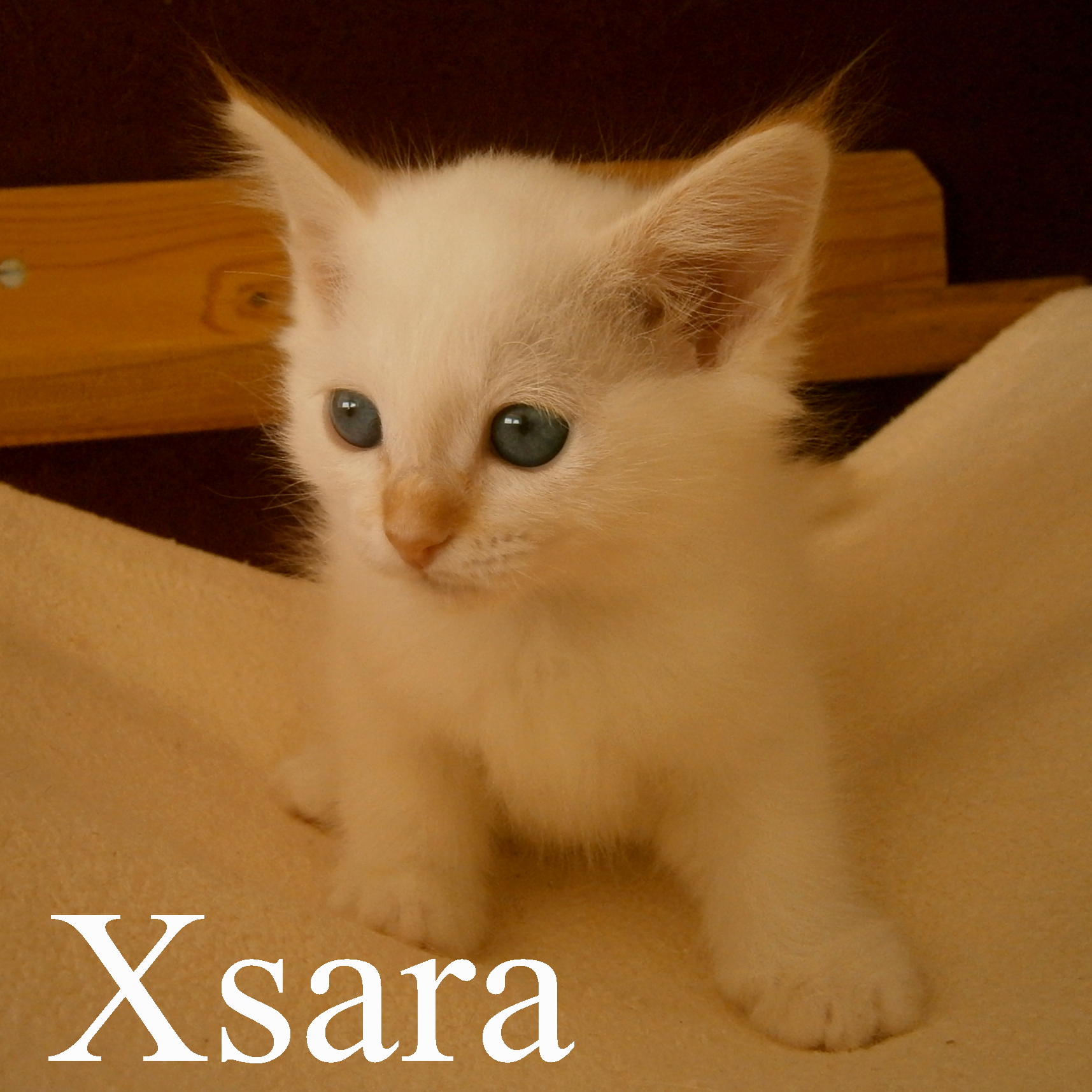 Xsara – Birma (Heilige Birma) Kitten – Foto 3