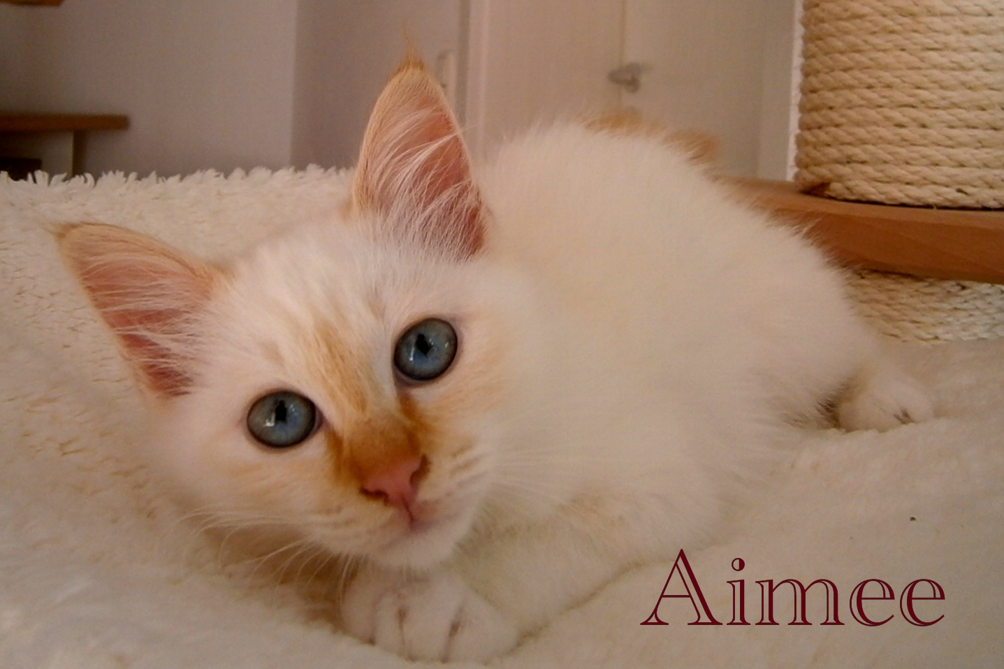 Aimee – chaton Birman (Sacré de Birmanie) – Photo 2