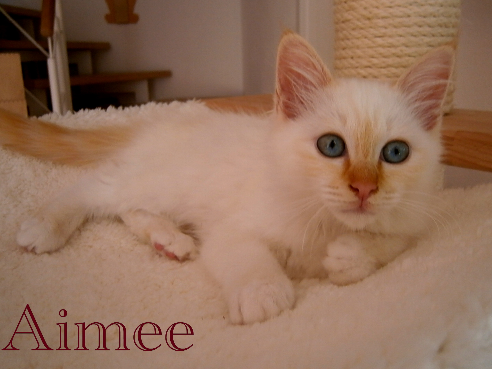 Aimee – chaton Birman (Sacré de Birmanie) – Photo 3