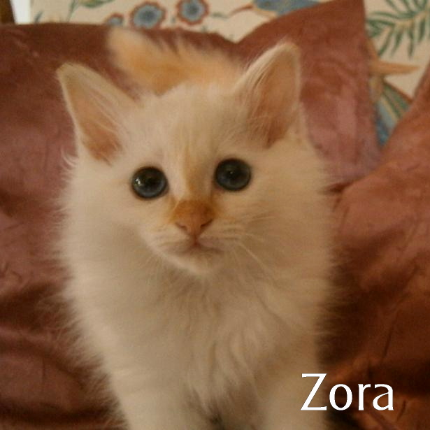 Zora the cosy One