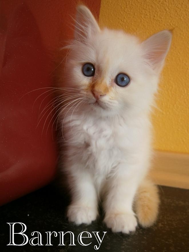 Barney the cosy One – Heilige Birma, Red Tabby Point – Foto 9