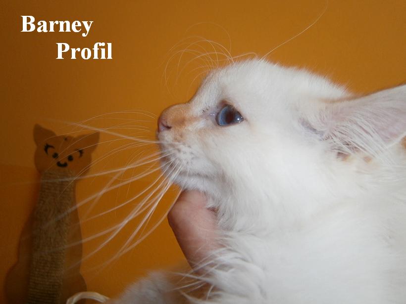 Barney the cosy One – Heilige Birma, Red Tabby Point – Foto 8