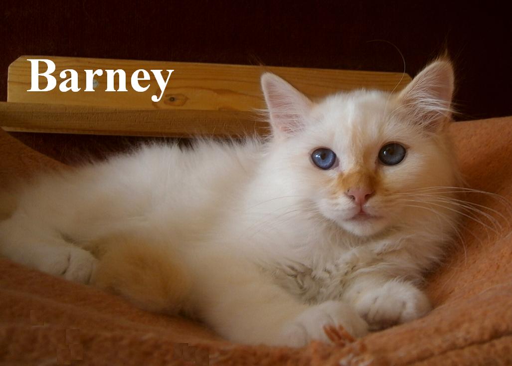 Barney the cosy One